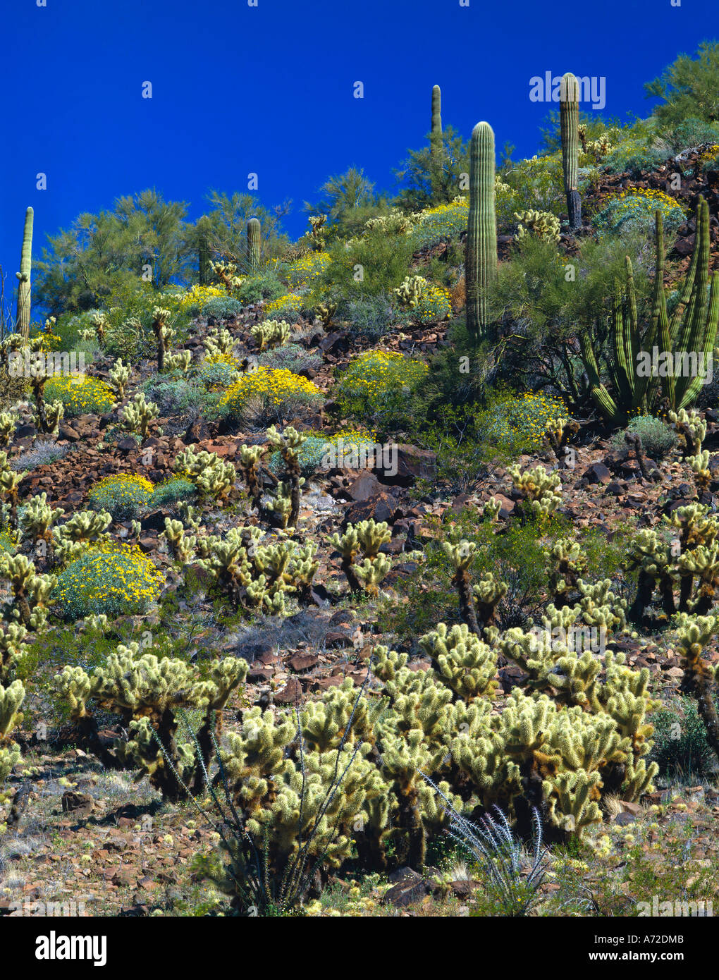 Various desert plants in spring bloom Organ Pipe Cactus National Monument Stock Photo