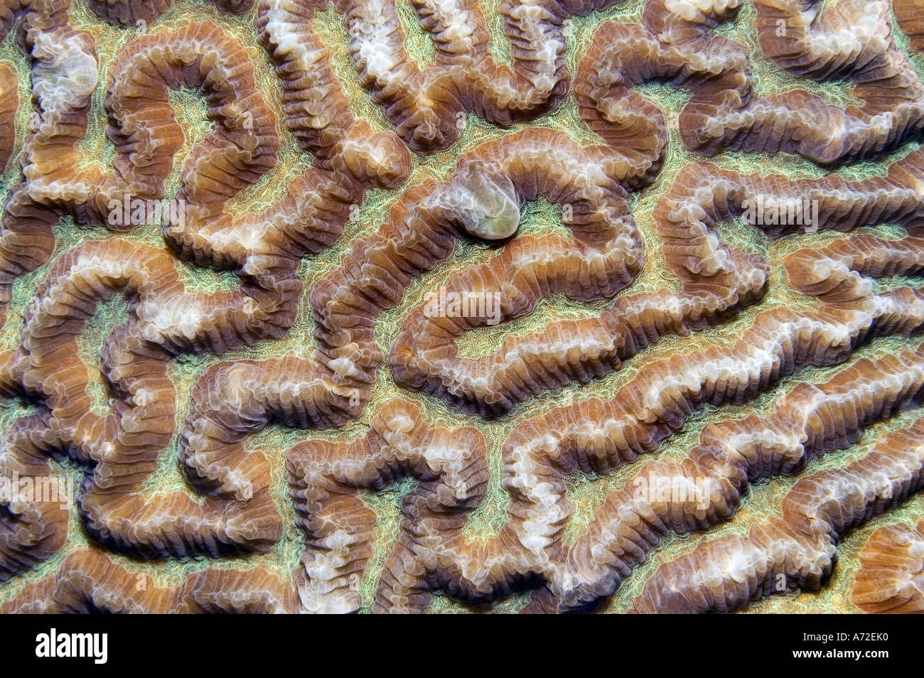 close up of coral texture Stock Photo