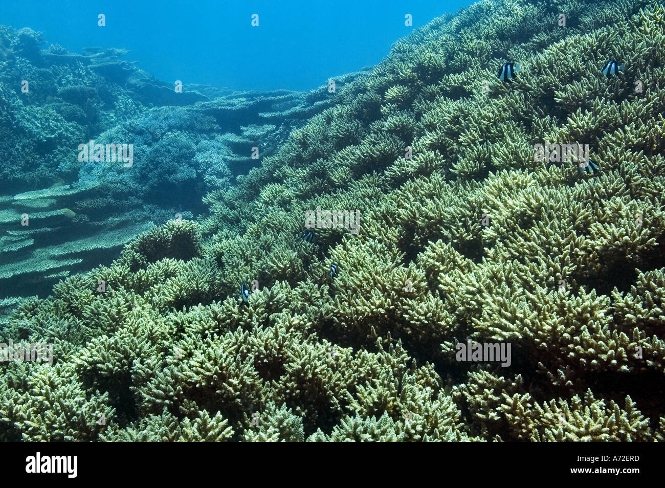 field of various hard corals Stock Photo