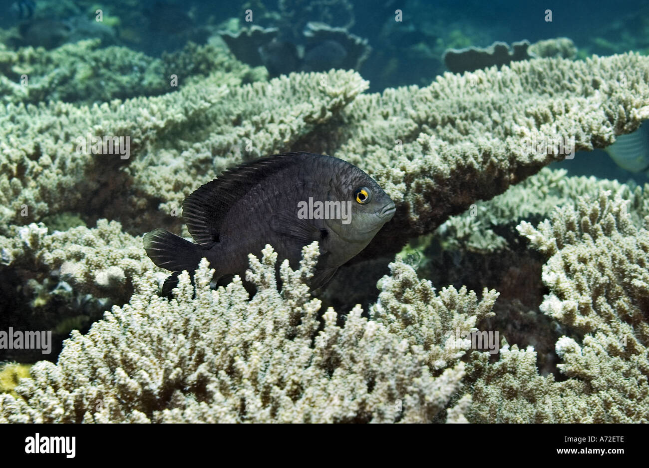 close-up of damselfish hidden among plate coral Stock Photo