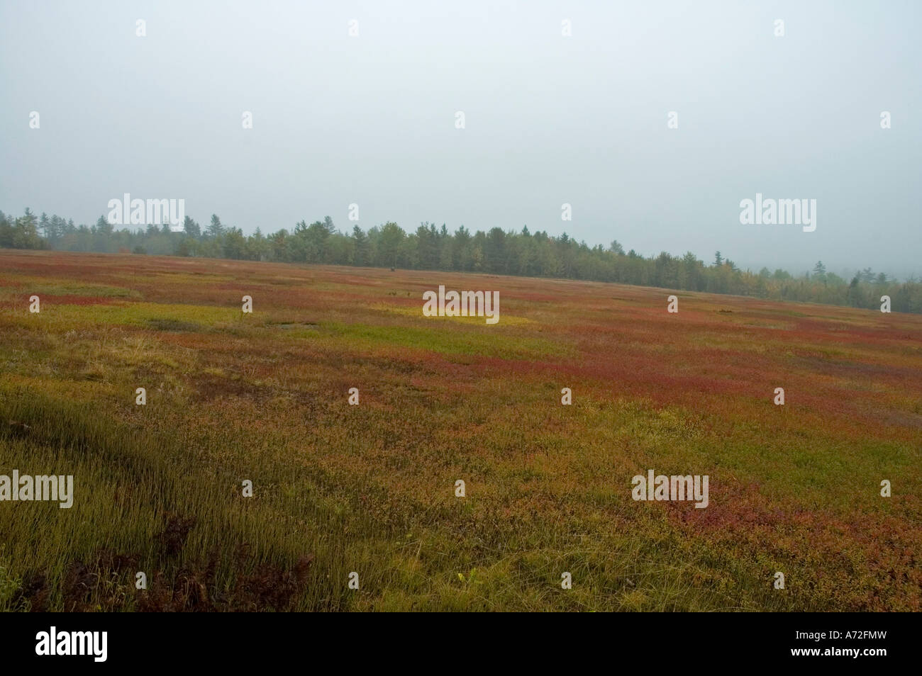 Blueberry Fields Autumn Northern Maine USA Stock Photo Alamy