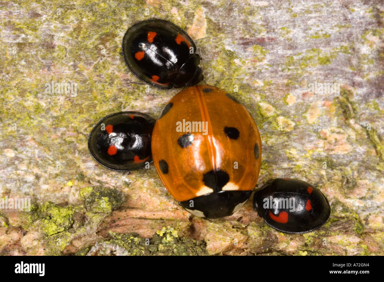 Three Pine Ladybirds Exochomus quadripustulatus with one 7 spot ladybird Coccinella septempunctata showing size difference Stock Photo