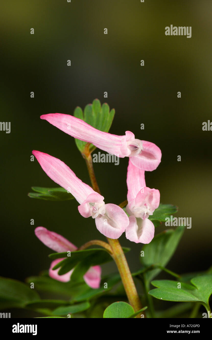 Corydalis diphylla with nice out of focus background potton bedfordshire Stock Photo