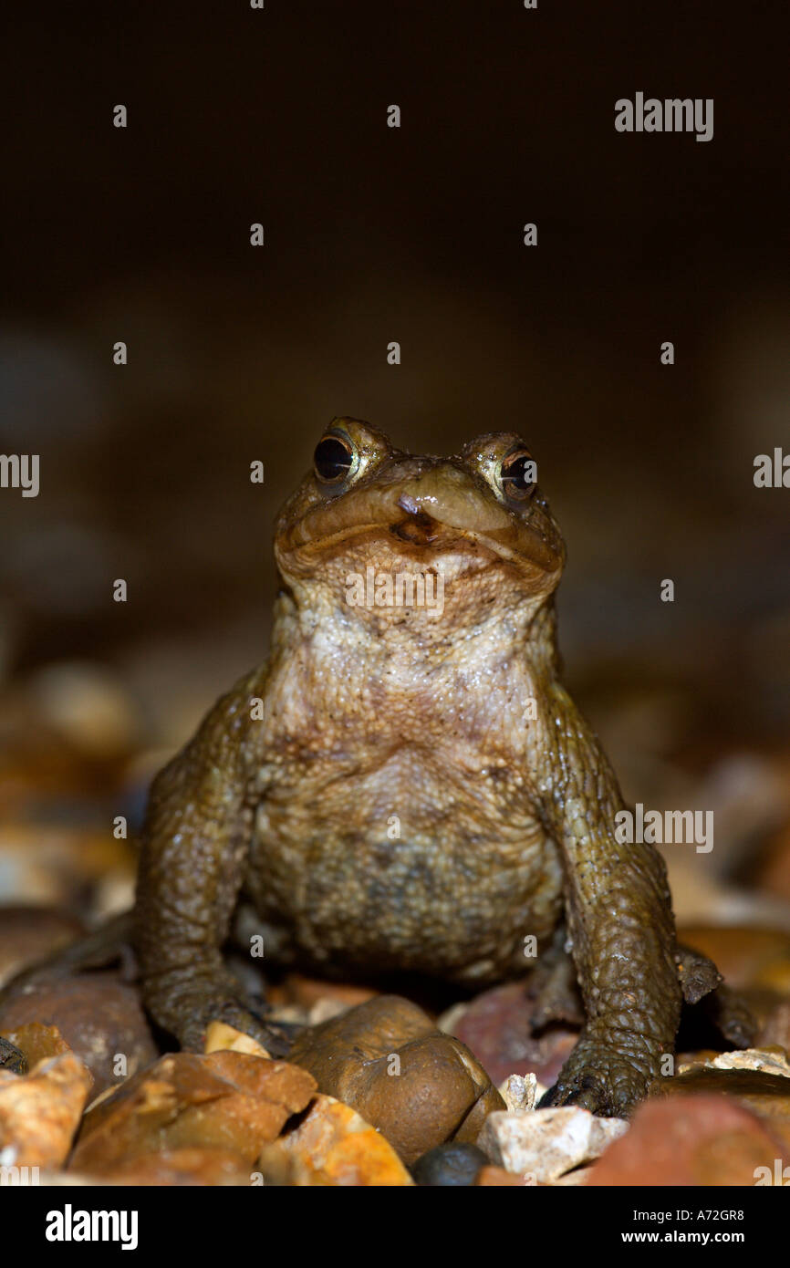 Common Toad Bufo bufo at night sitting upright looking alert on gravel drive potton bedfordshire Stock Photo