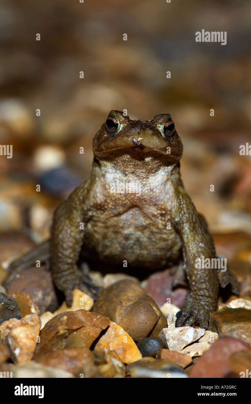 Common Toad Bufo bufo at night sitting upright looking alert on gravel drive potton bedfordshire Stock Photo
