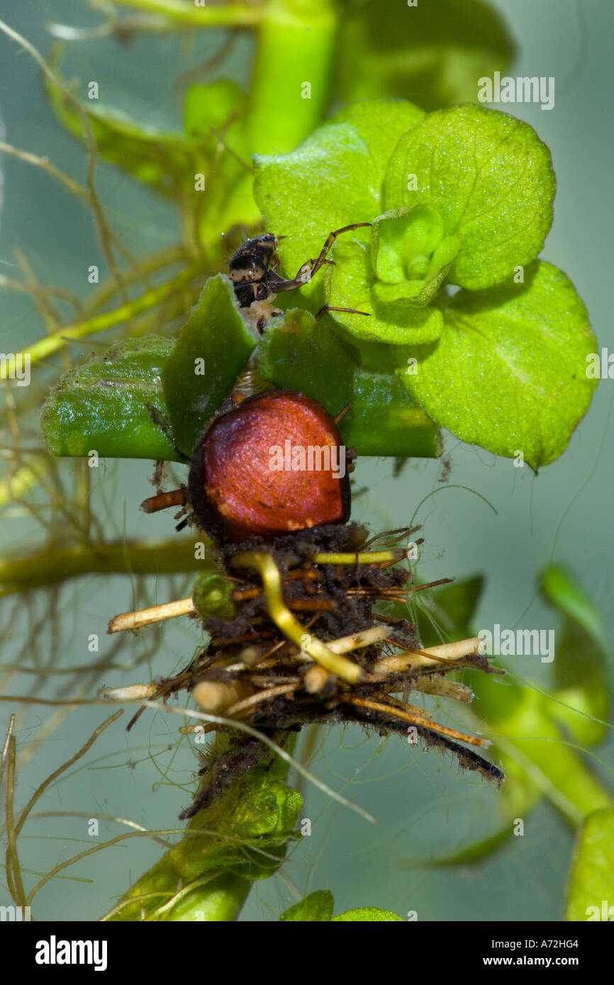 Caddisfly larva uk pond hires stock photography and images Alamy