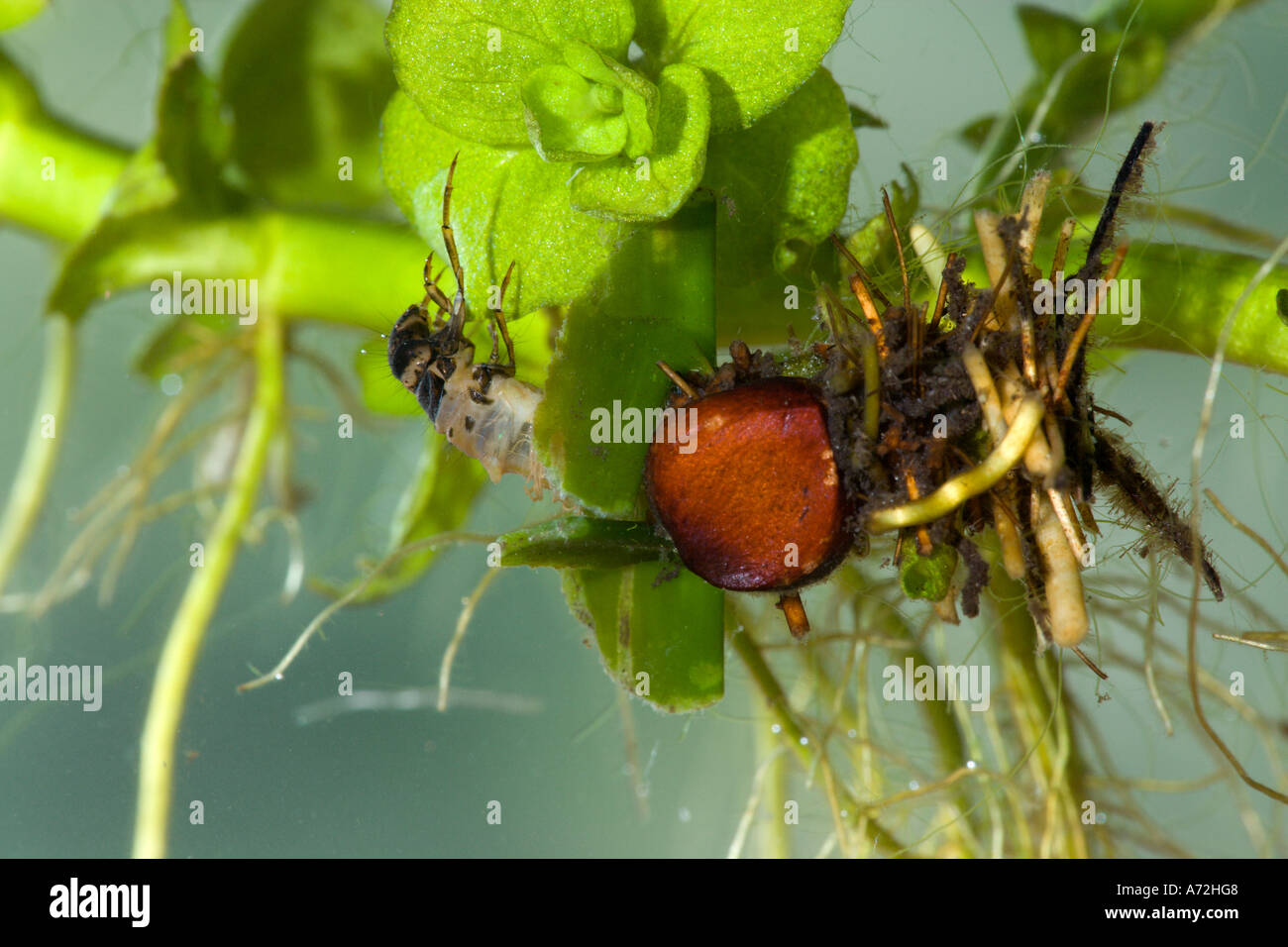 Caddisfly larva uk pond hires stock photography and images Alamy