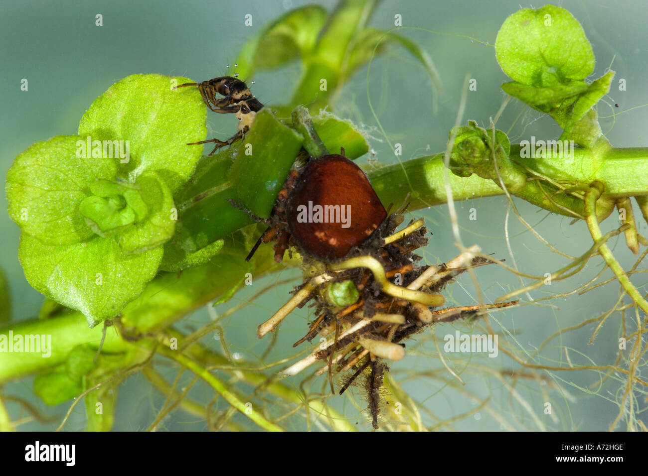 Caddisfly larva uk hires stock photography and images Alamy