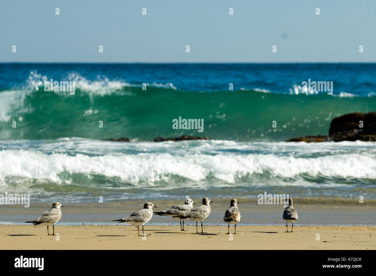 Zipolite - birds on the beach in the background a wave - Mexico Stock Photo