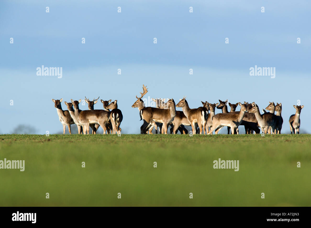 Fallow Deer Dama dama Herd crossing wheat field Hertfordshire with blue sky Stock Photo