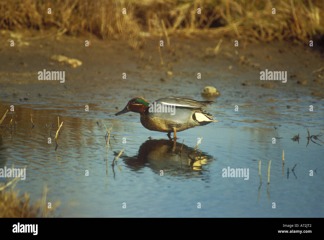 Teal Drake looking small in estuary setting Stock Photo