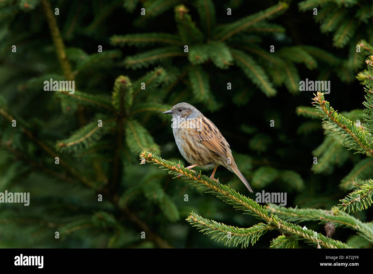 Dunnock Prunella modularis perched on pine looking alert potton bedfordshire Stock Photo