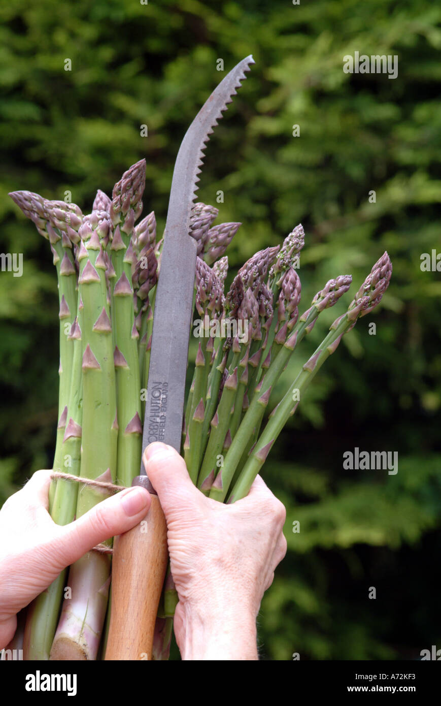 Fresh cut English Asparagus with cutting tool Spring April May Stock Photo