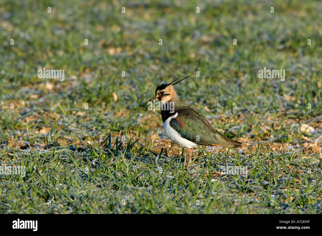 Lapwing Vanellus vanellus stood looking alert on rough grass therfield hertfordshire Stock Photo