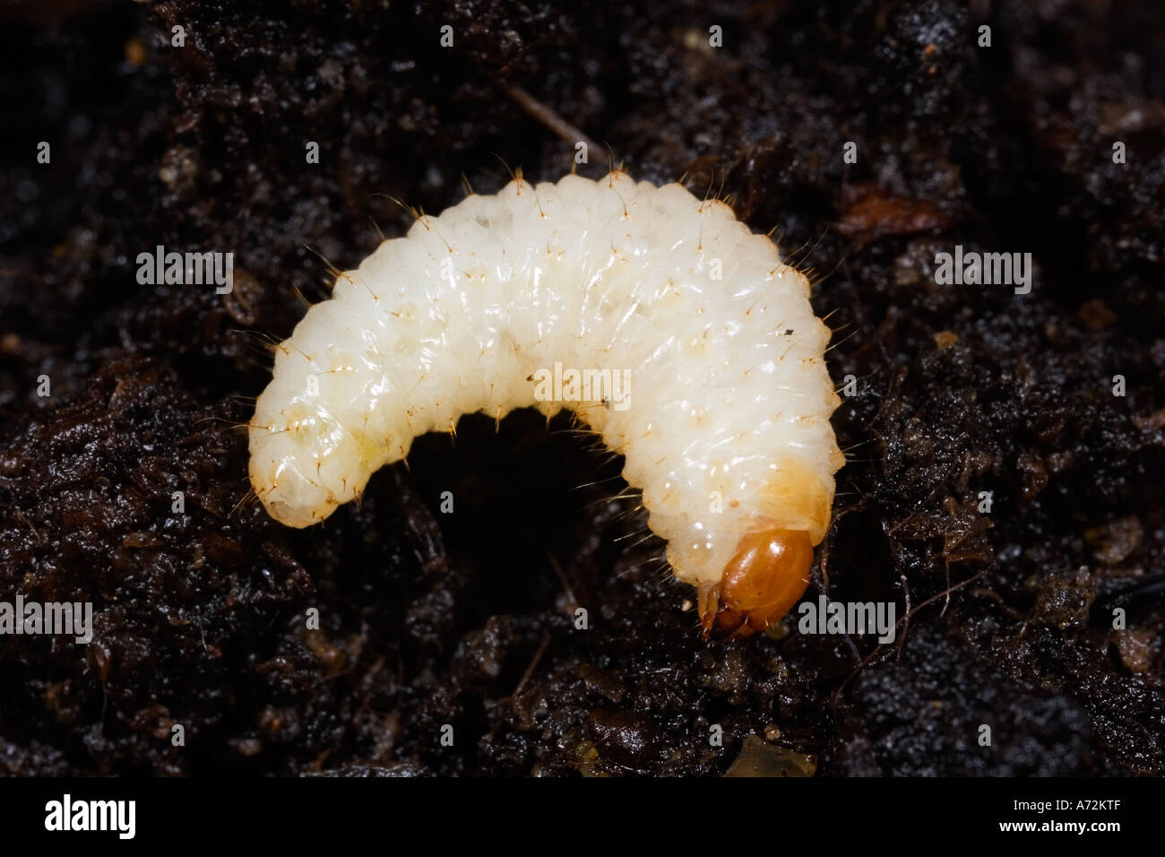 https://c8.alamy.com/comp/A72KTF/vine-weevil-larvae-otiorrhynchus-sulcatus-potton-bedfordshire-A72KTF.jpg