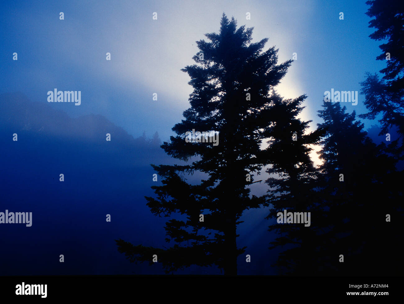 Tree silhouette in fog Stock Photo - Alamy
