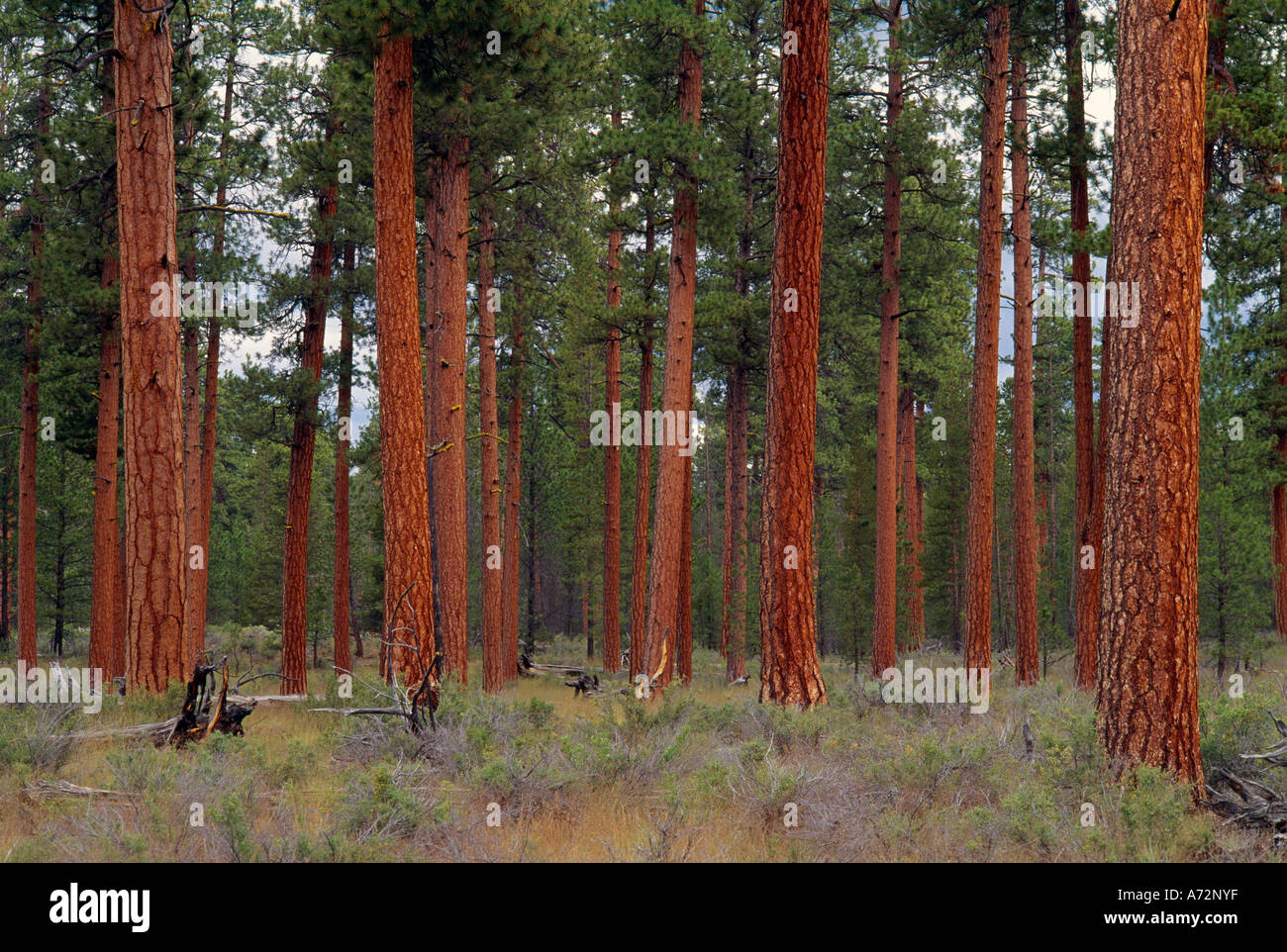 Ponderosa pine trees Deschutes National Forest Stock Photo Alamy