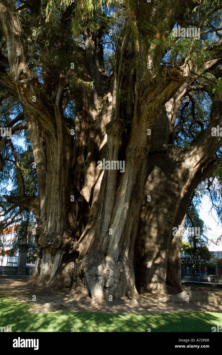 The Tule Tree - Oaxaca - Mexico Stock Photo