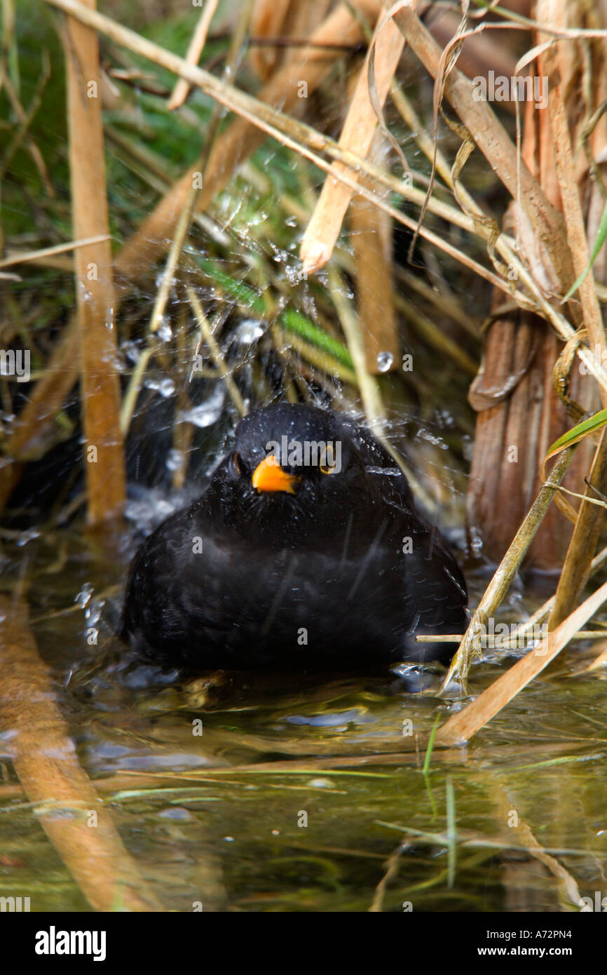 Blackbird Turdus merula Bathing in pond splashing water all around potton bedfordshire Stock Photo