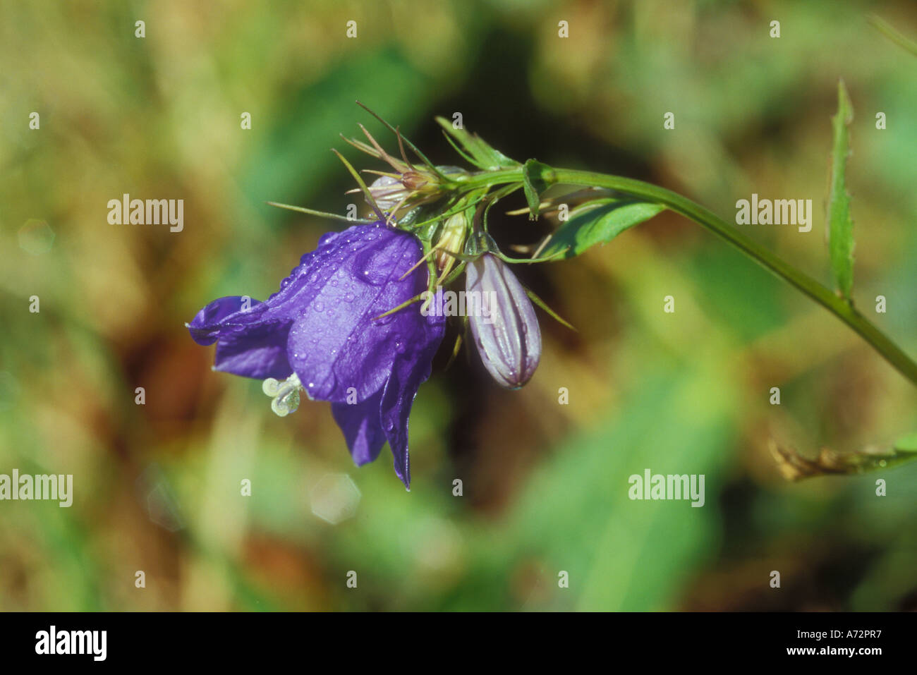 Fairy’s Thimble Bellflower in close up Stock Photo