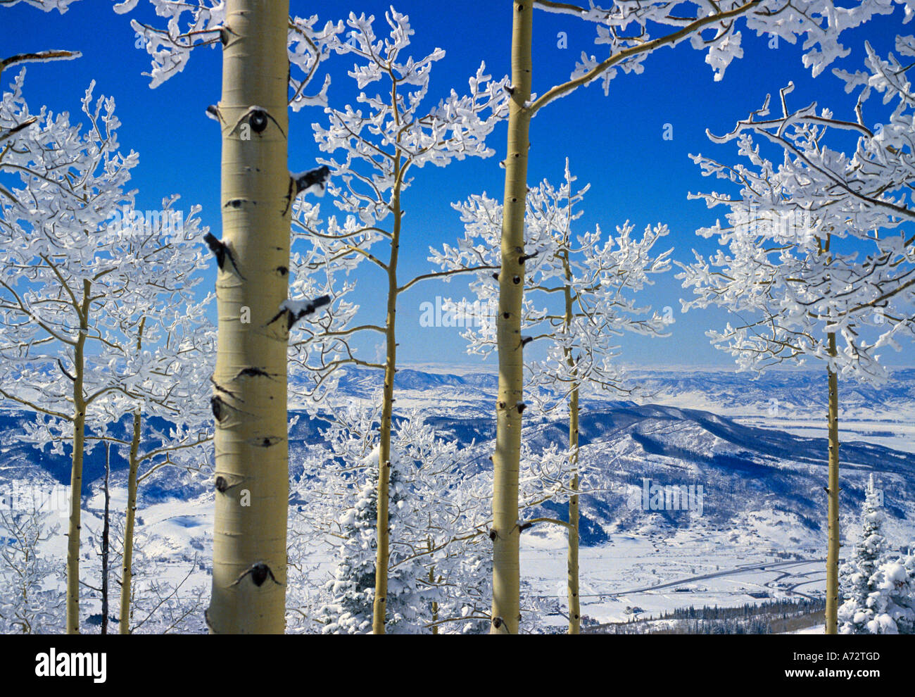 Snow on Aspen trees Stock Photo - Alamy