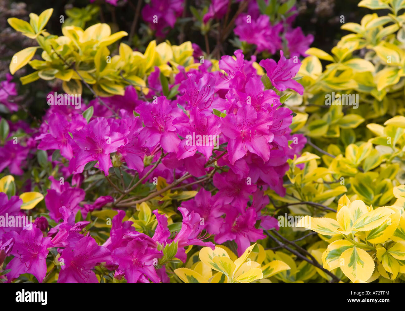 Azalea flowering in garden border Wales UK Stock Photo