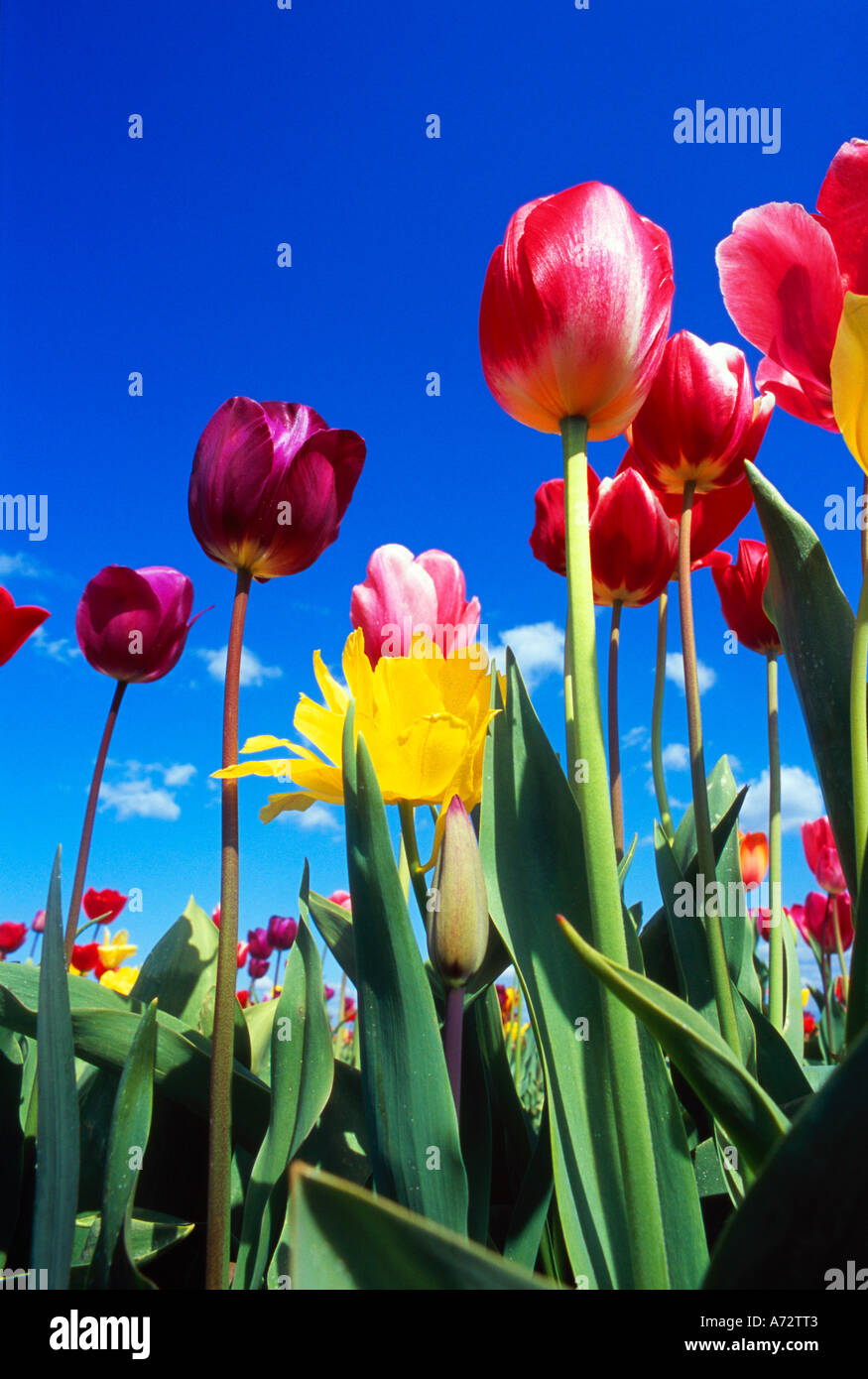 Worms eye view of tulips blooming Stock Photo