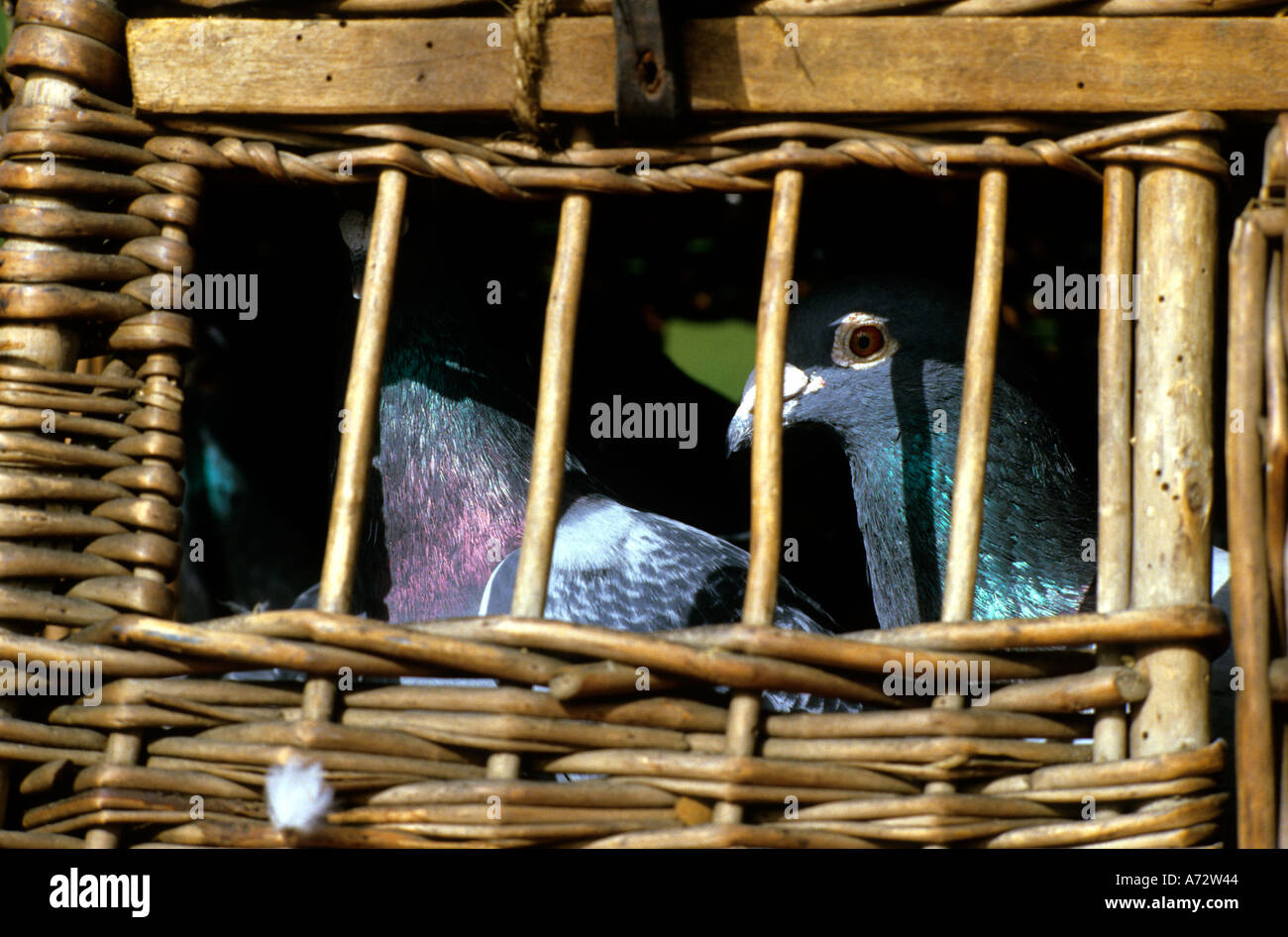 Easington, County Durham,North East England. 1985. Race Pigeons Stock
