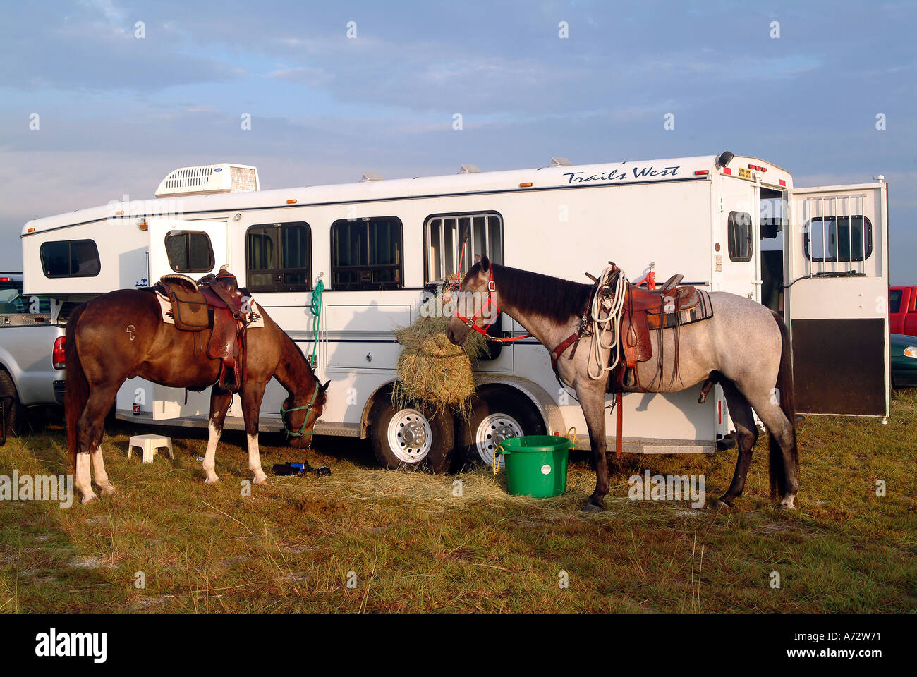 Trailer and horses in Bandera Texas Stock Photo Alamy