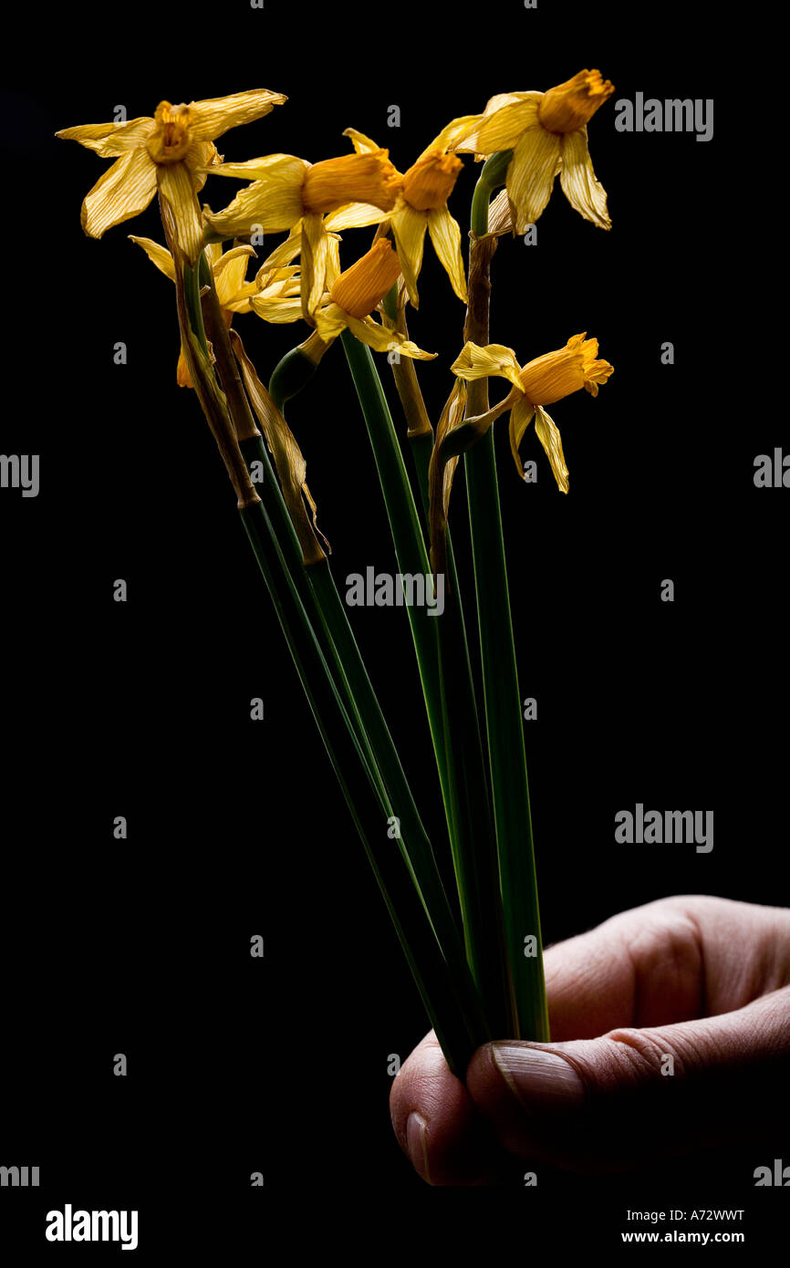 Small bunch of withered daffodil Stock Photo
