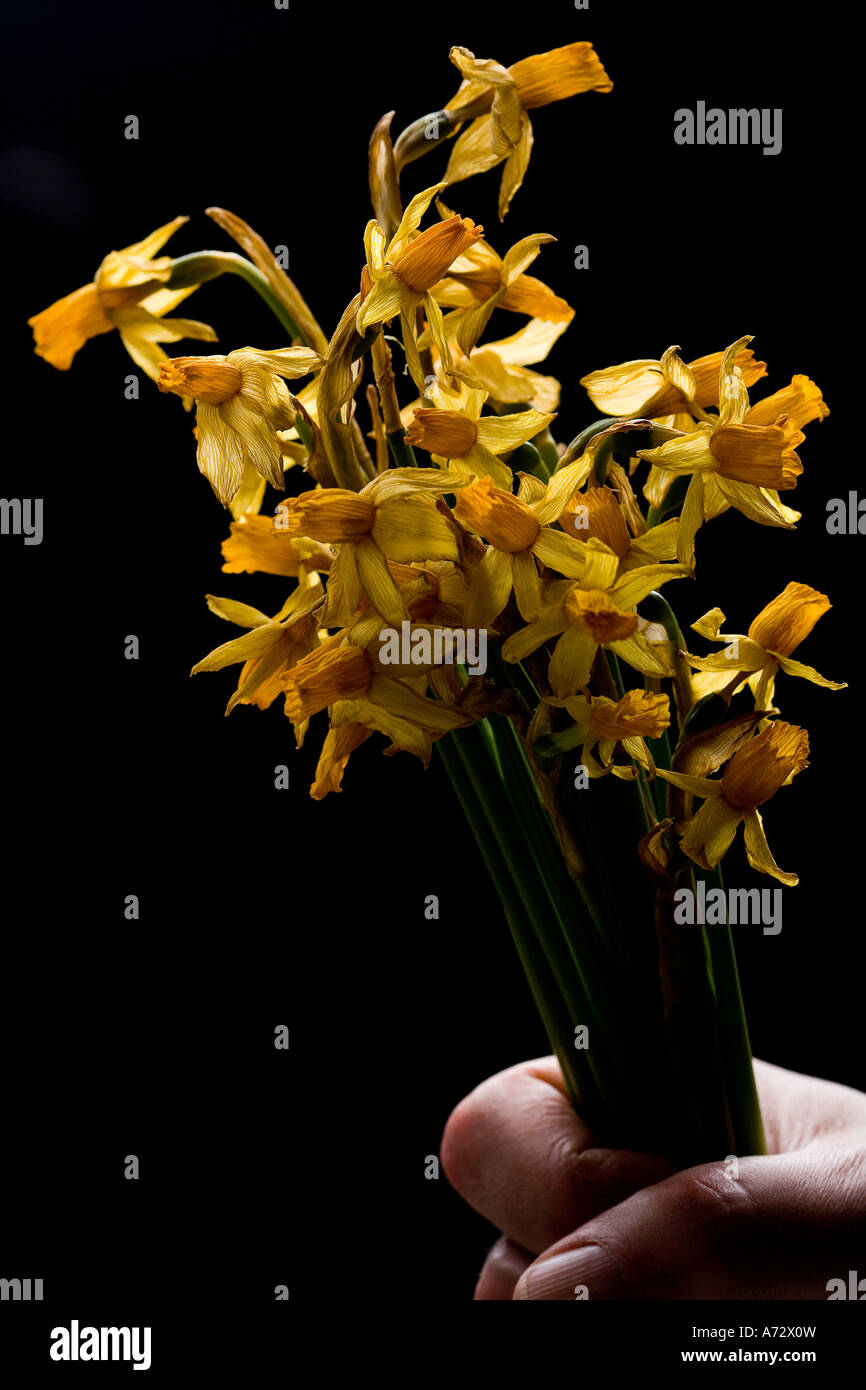 Big bunch of withered daffodil Stock Photo