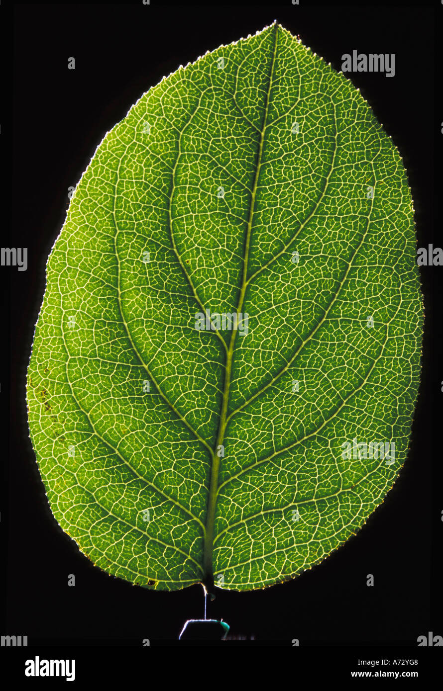 Single leaf Stock Photo