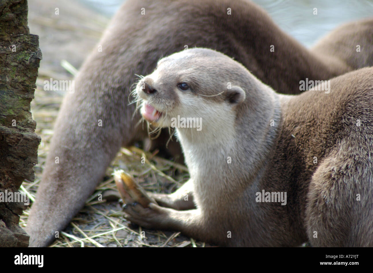 Oriental Otter eating fish in Edinburgh Zoo Stock Photo - Alamy