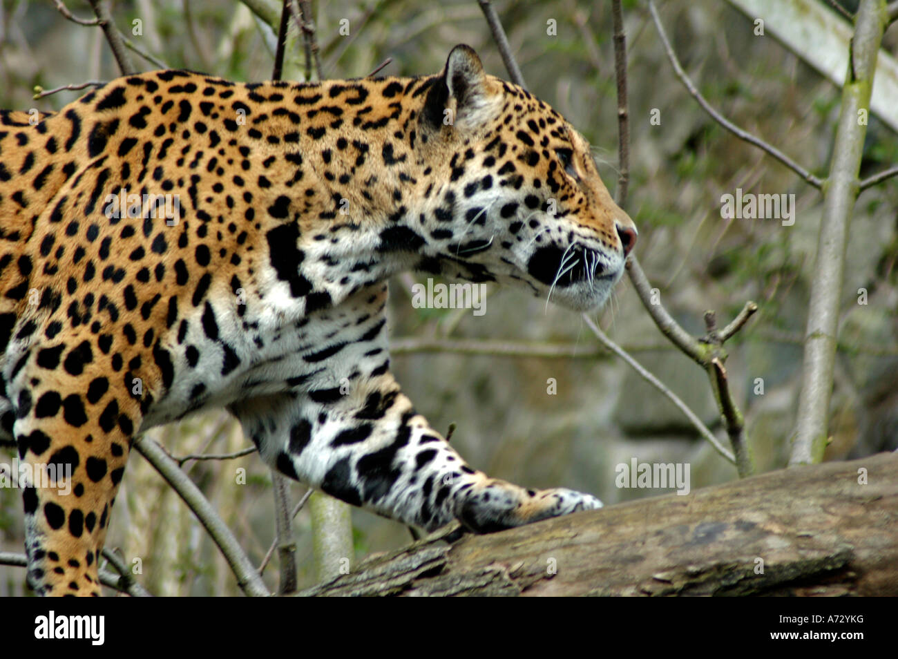 Jaguar prowling in Edinburgh Zoo Stock Photo