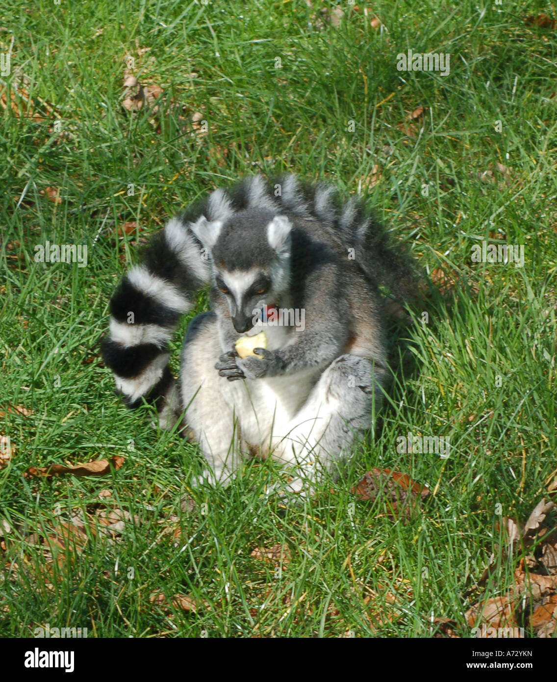 Ringtailed Lemur eating apple in Edinburgh Zoo Stock Photo