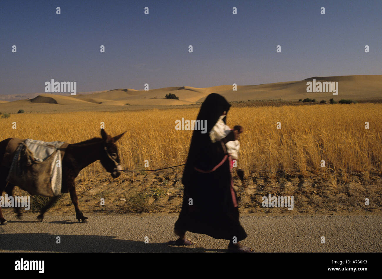 Bedouin woman sinai desert egypt hi-res stock photography and images ...