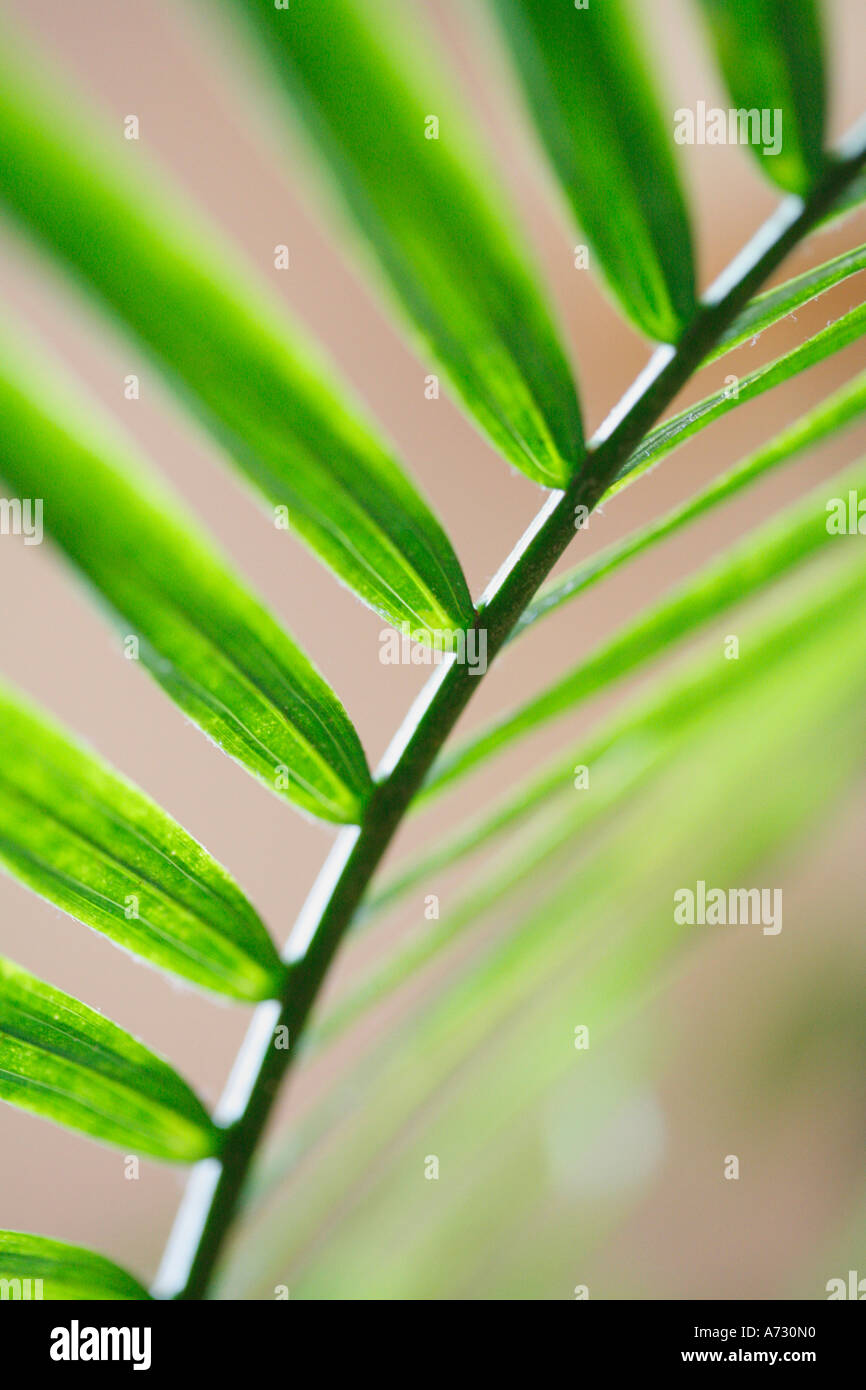 A palm leaf Stock Photo