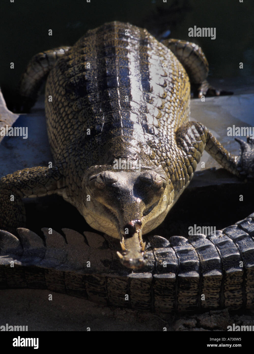 Aligator scales hi-res stock photography and images - Alamy