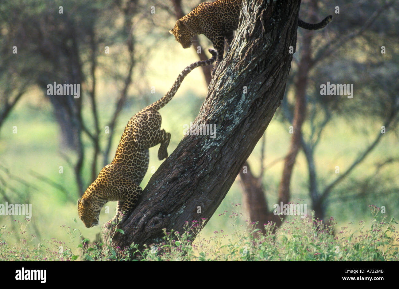 Leopards leaping down sloping tree trunk Stock Photo - Alamy