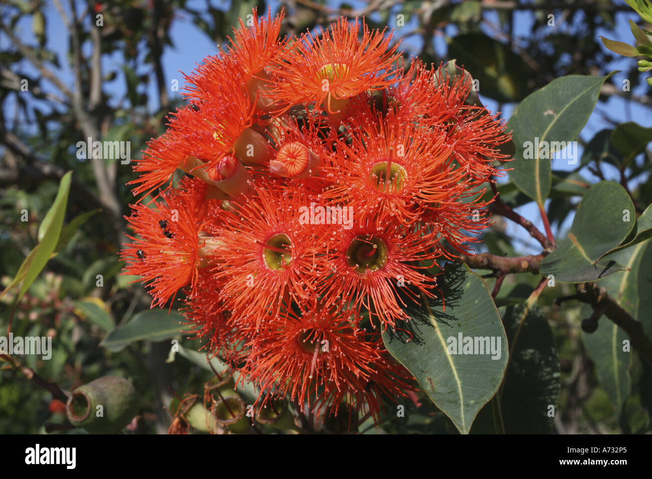 Orange Eucalypt or gum tree blossoms Stock Photo