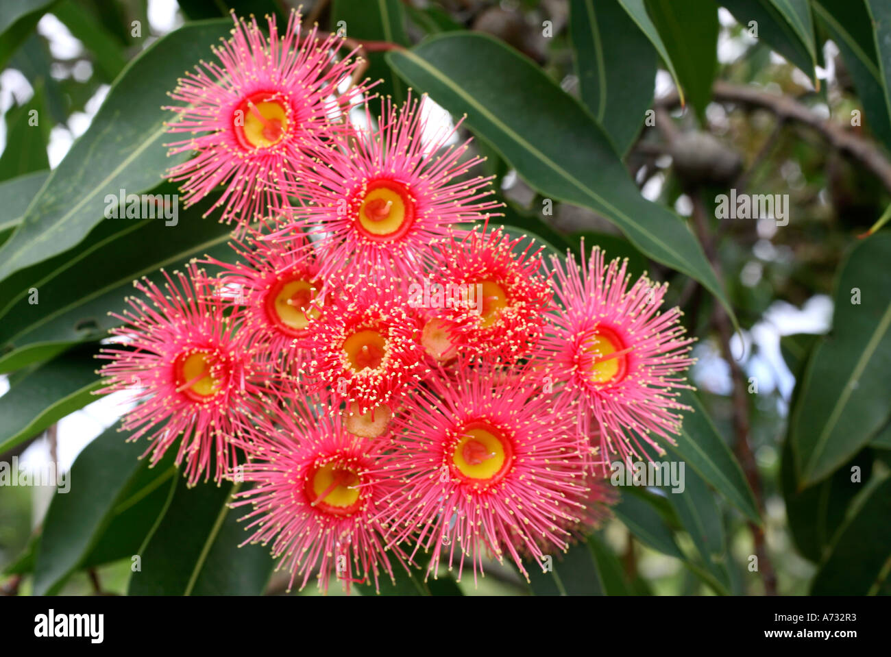 Pink Eucalypt or gum tree blossoms Stock Photo