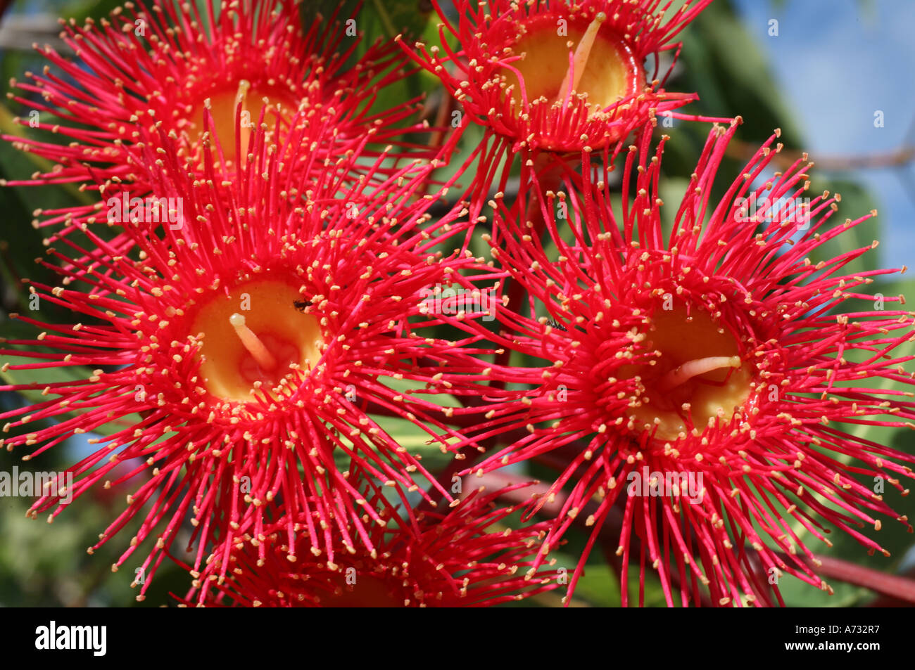 Red Eucalypt or gum tree blossoms Stock Photo