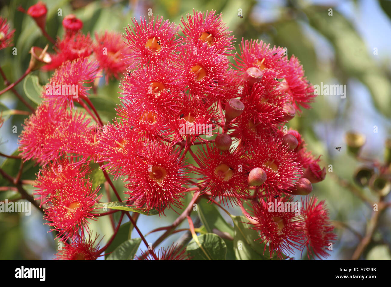 Red Gum or eucalypt blossoms Stock Photo