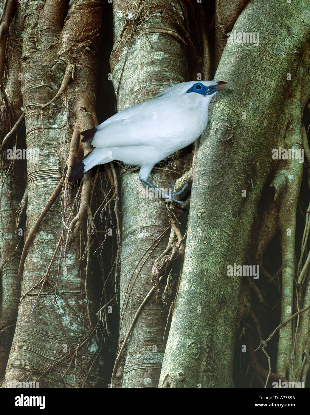 Balinese starling , Bali, Indonesia Stock Photo