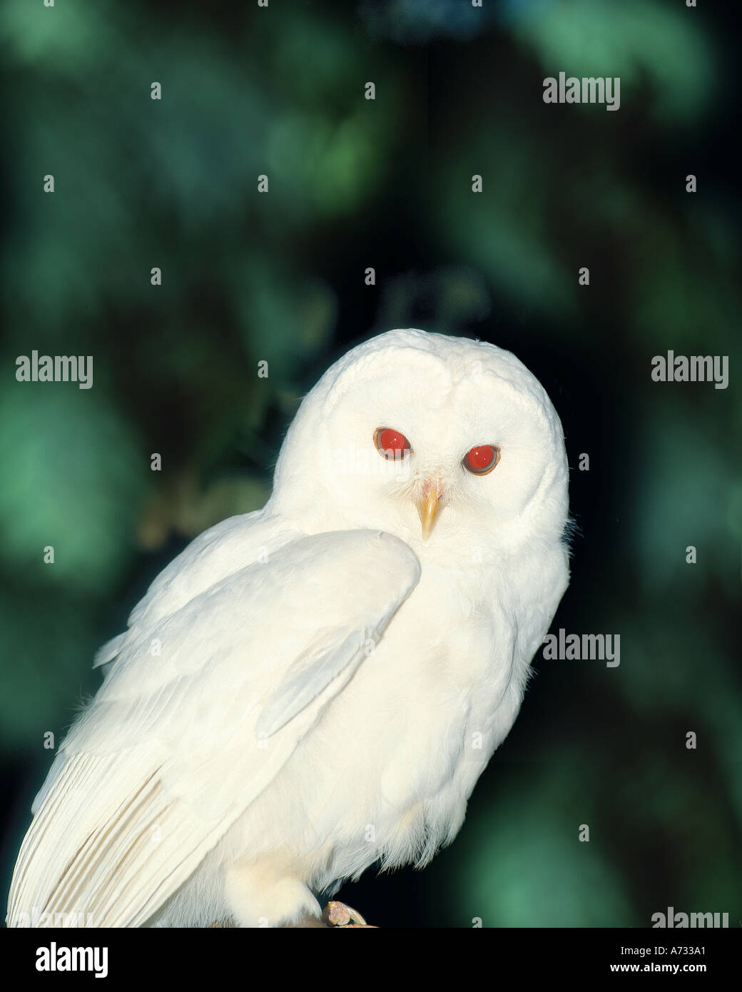 Albino barred owl photographed in captivity Stock Photo