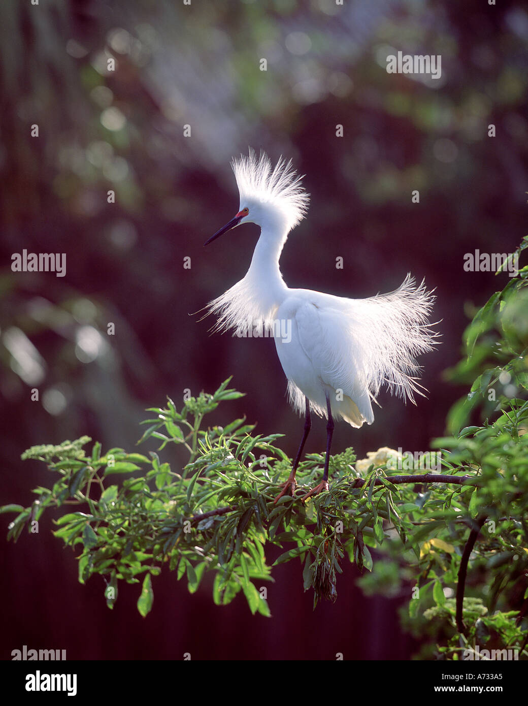 Snowy egret, St. Augustine, Florida Stock Photo