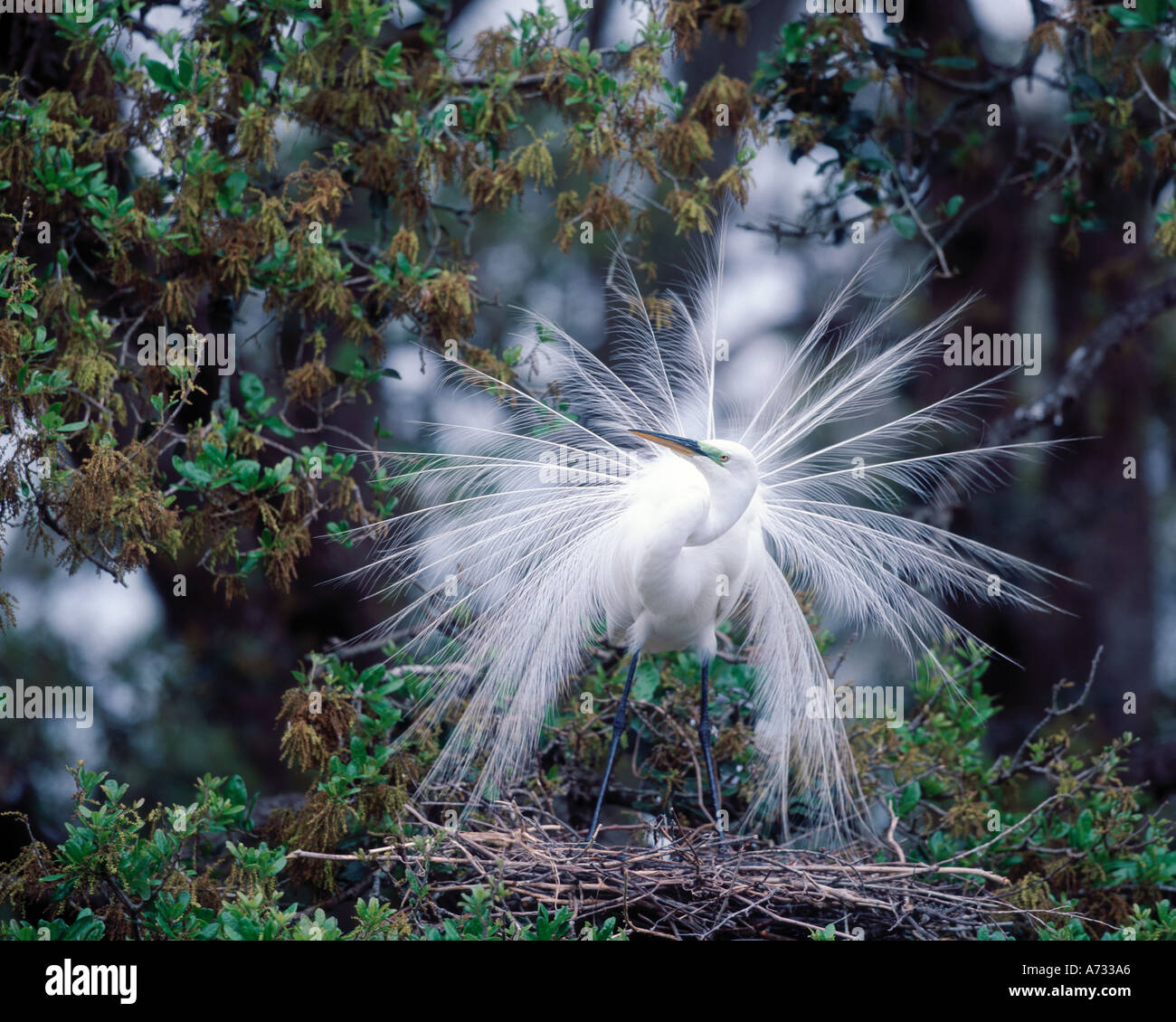 Great egret on nest, St. Augustine, Florida Stock Photo