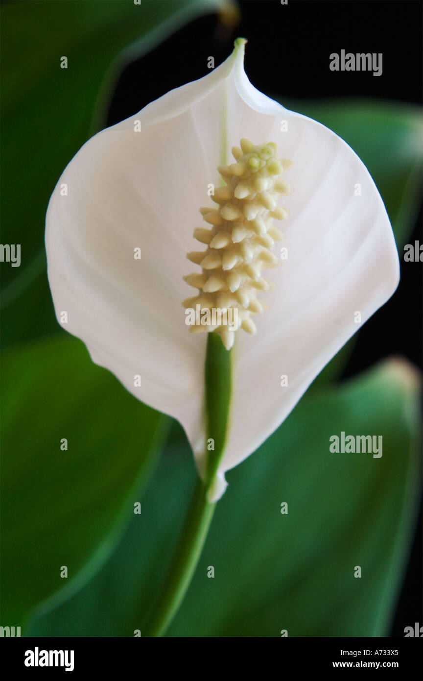 Peace lily Stock Photo