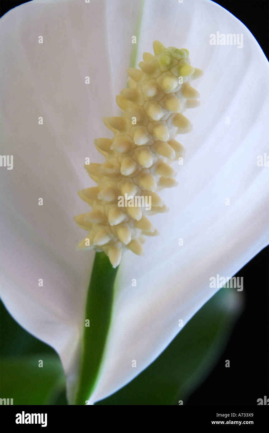 Peace lily Stock Photo