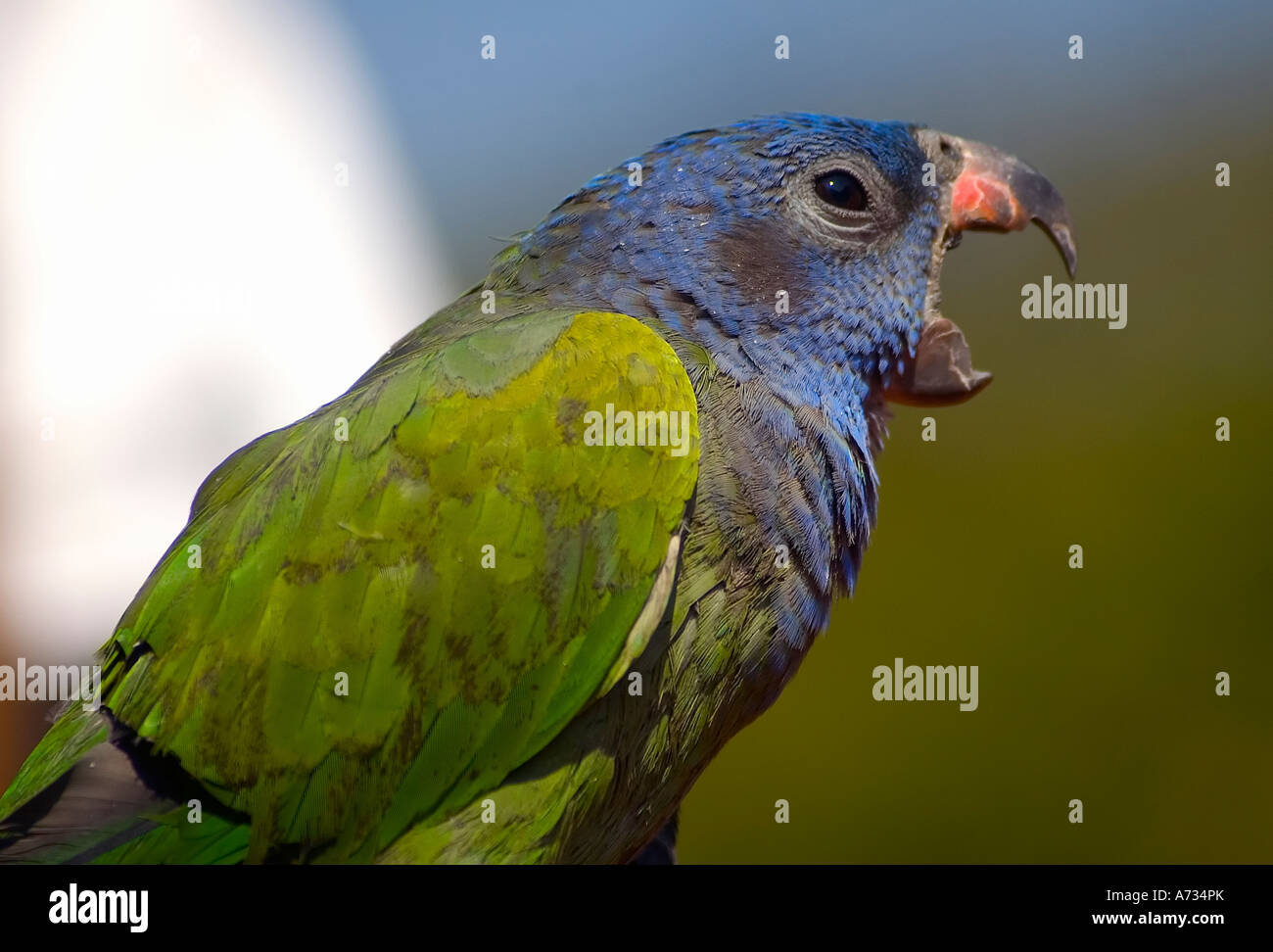 Parrot yawning hires stock photography and images Alamy